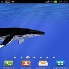 Oltre sfondi animati su Android Fluid, scarica apk gratis Ocean: Whale.