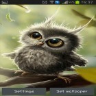 Oltre sfondi animati su Android Shadow galaxy, scarica apk gratis Owl chick.