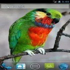 Oltre sfondi animati su Android Neon flowers, scarica apk gratis Parrot by Wpstar.