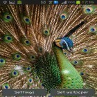 Oltre sfondi animati su Android Sky islands, scarica apk gratis Peacock feather.
