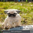 Oltre sfondi animati su Android Butterfly by Fun Live Wallpapers, scarica apk gratis Playful pugs.