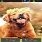 Oltre sfondi animati su Android Springtime, scarica apk gratis Puppy.