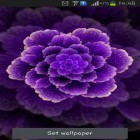 Oltre sfondi animati su Android Lazy cat, scarica apk gratis Purple flower.