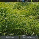 Oltre sfondi animati su Android Sky islands, scarica apk gratis Real grass.