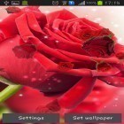 Oltre sfondi animati su Android Flowers clock, scarica apk gratis Red rose.
