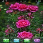 Oltre sfondi animati su Android Roses 3D by Happy live wallpapers, scarica apk gratis Roses: Paradise garden.