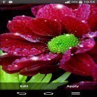 Oltre sfondi animati su Android Blue flowers, scarica apk gratis Shiny flowers.