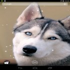 Oltre sfondi animati su Android Real grass, scarica apk gratis Siberian husky.