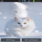 Scaricare Snow cats su Android, e anche altri sfondi animati gratuiti per LG L90 D405.
