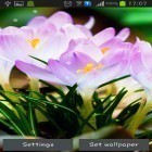 Oltre sfondi animati su Android Energy beams, scarica apk gratis Spring flowers: Rain.
