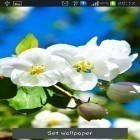 Oltre sfondi animati su Android Clock tower 3D, scarica apk gratis Spring is coming.