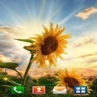 Oltre sfondi animati su Android Weather 3d, scarica apk gratis Sunflower sunset.