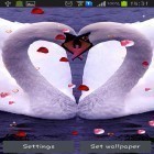 Oltre sfondi animati su Android Cat in the box, scarica apk gratis Swans: Love.