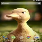 Oltre sfondi animati su Android Cracked screen, scarica apk gratis Talking duck.