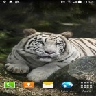 Oltre sfondi animati su Android 3D Waterfall pro, scarica apk gratis Tiger by Amax LWPS.