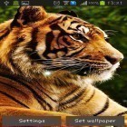 Oltre sfondi animati su Android Nature live, scarica apk gratis Tigers.