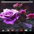 Oltre sfondi animati su Android Mosaic, scarica apk gratis Violet rose.