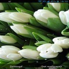 Oltre sfondi animati su Android Panoramic screen, scarica apk gratis White flowers.