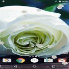 Oltre sfondi animati su Android Dynamical ripples, scarica apk gratis White rose.