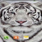 Oltre sfondi animati su Android Romantic by My Live Wallpaper, scarica apk gratis White tiger.