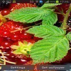 Oltre sfondi animati su Android KF flames, scarica apk gratis Wild berries.