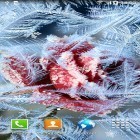 Oltre sfondi animati su Android Battery core, scarica apk gratis Winter flowers.