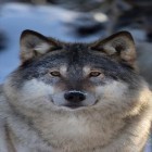 Oltre sfondi animati su Android Snow winter, scarica apk gratis Wolves.